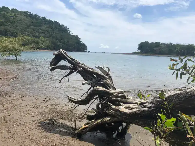 Driftwood and islands on the Golfo Dulce shore